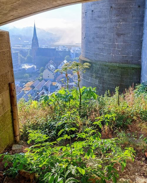 Gefährlicher Riesen-Bärenklau am Schloss Hellenstein entdeckt, Foto: Stadt Heidenheim Gefährlicher Riesen-Bärenklau am Schloss Hellenstein entdeckt, Foto: Stadt Heidenheim