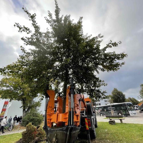 Mit Spezialgerät hat eine Firma die Friedenslinde innerhalb der Georges-Levillain-Anlage verpflanzt. Fotos: Stadt Heidenheim