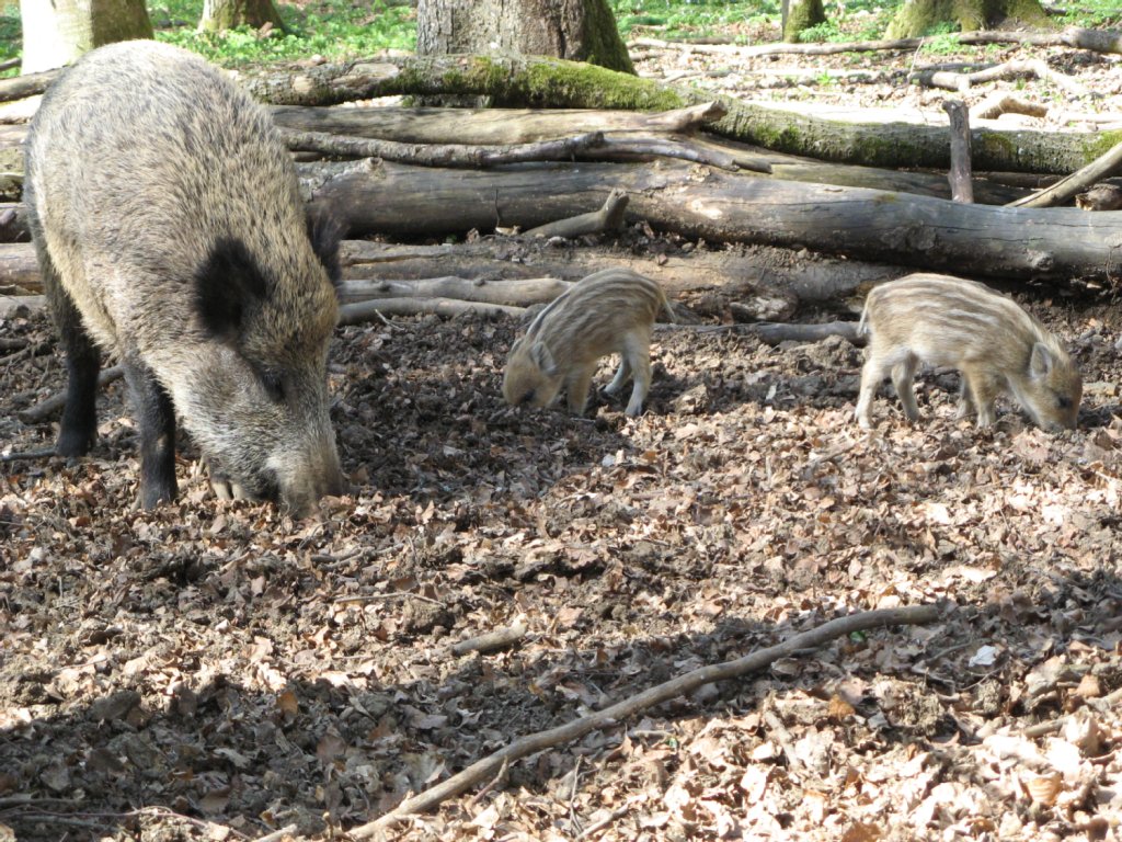 Wild boar with her babies in the wildlife park Eichert